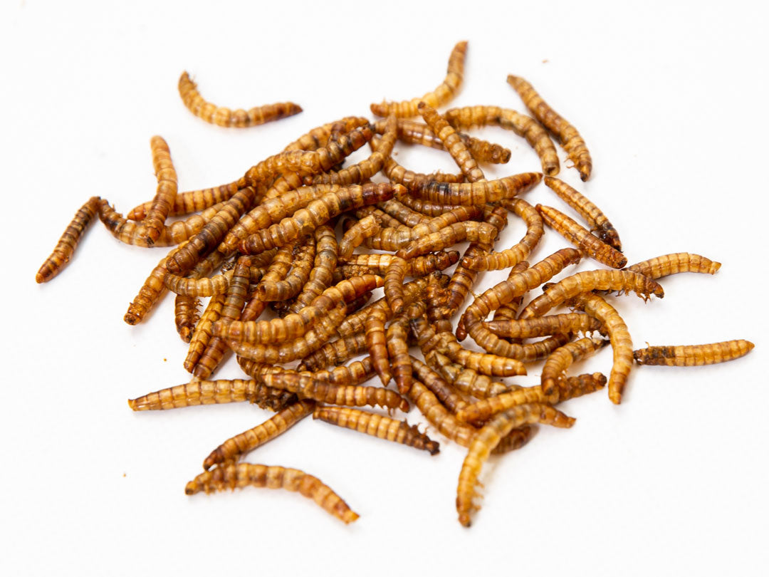 100 US Dried Mealworms 10Lbs Chubby Organicaly Fed US Grown Dried