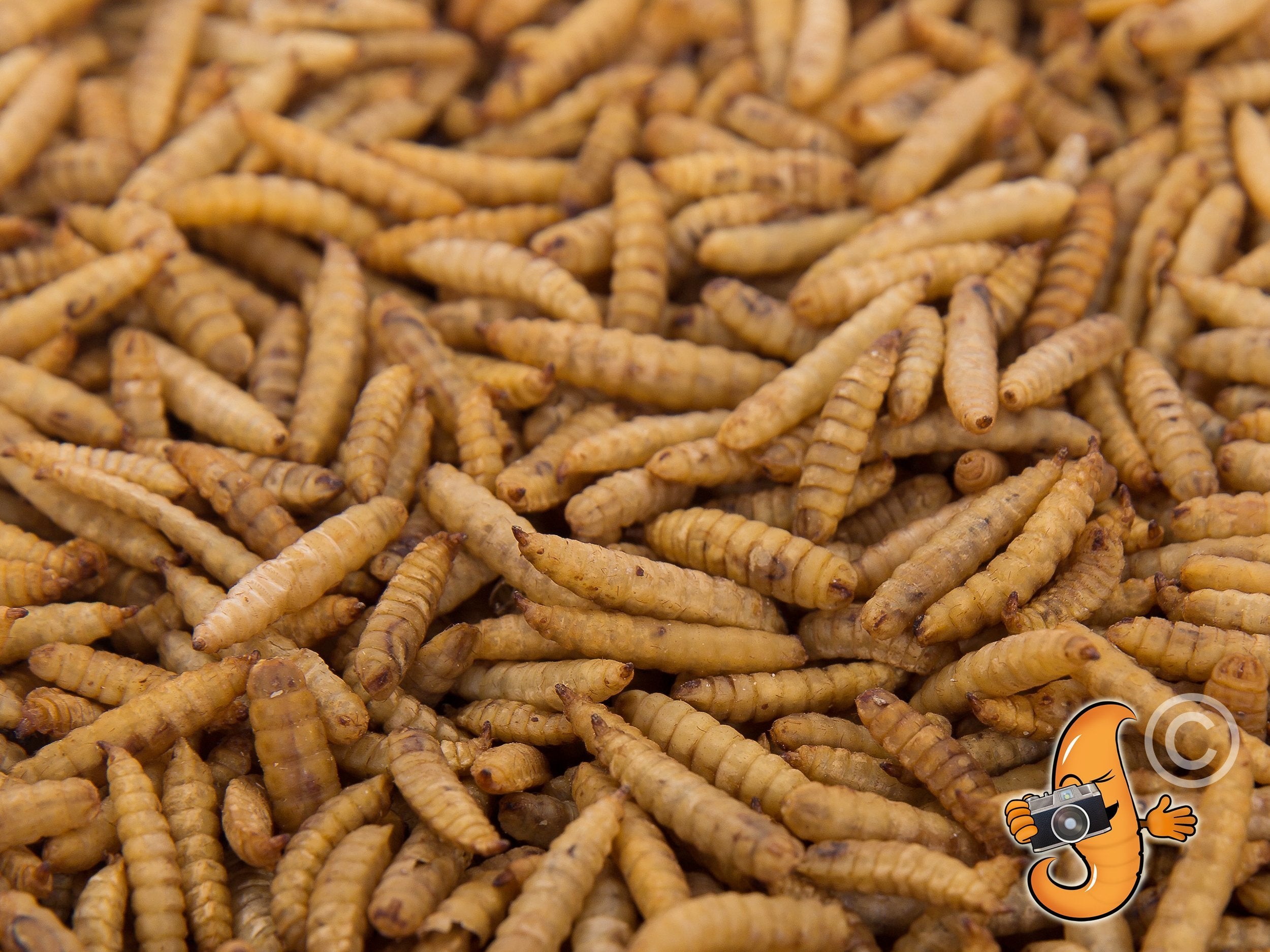 11LB Chubby Dried Black Soldier Fly Larvae- - MADE IN THE USA - Chubby Mealworms